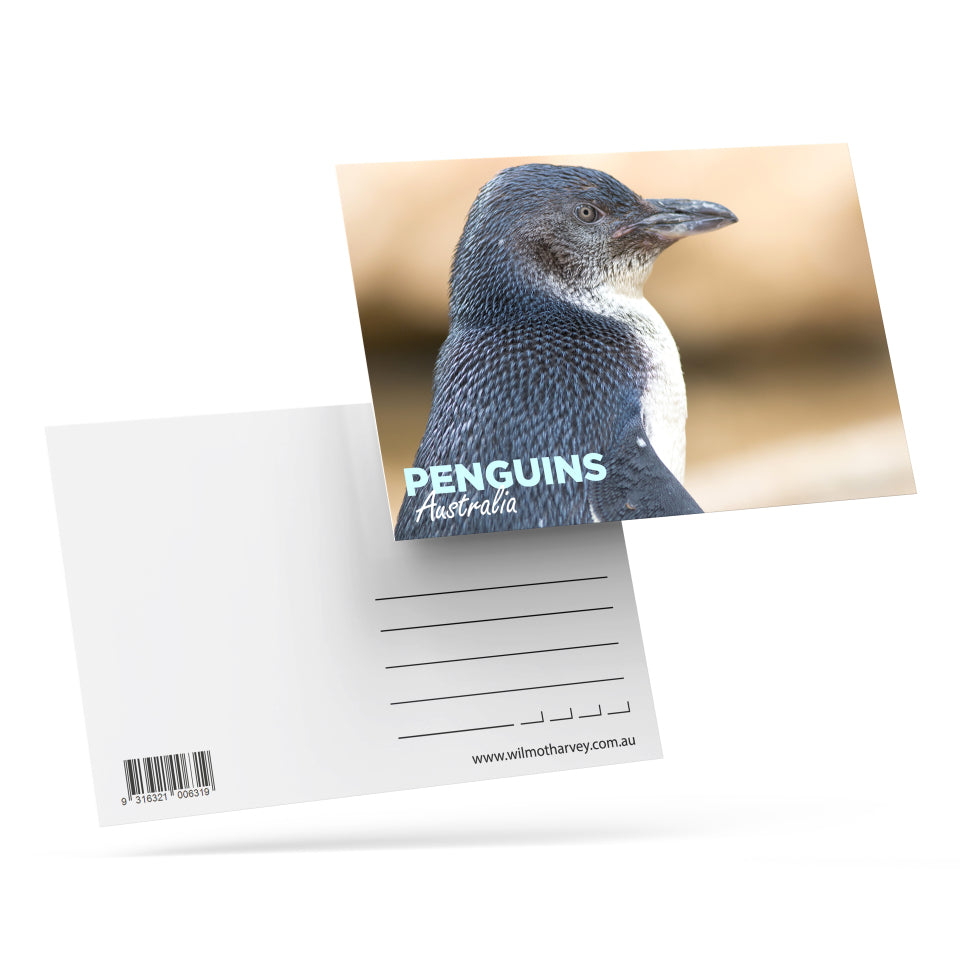 3D Postcard - Penguin