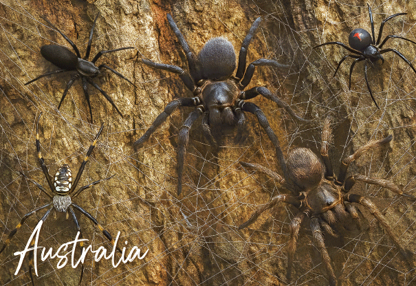 3D Postcard - Spiders
