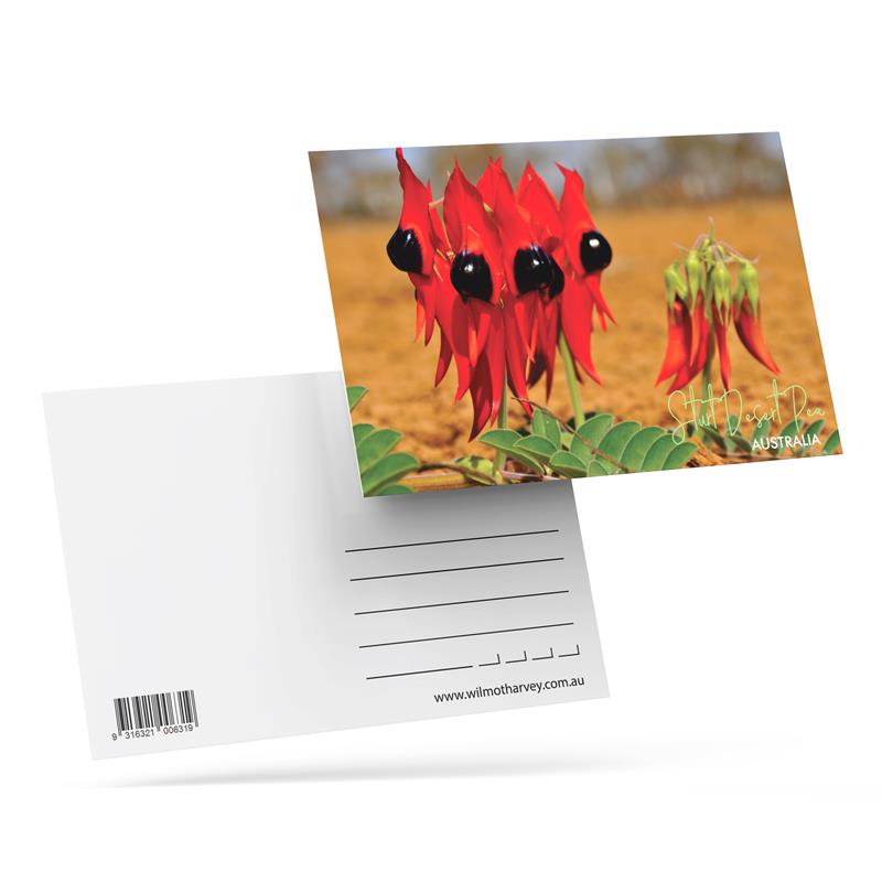 3D Postcard - Sturt Pea