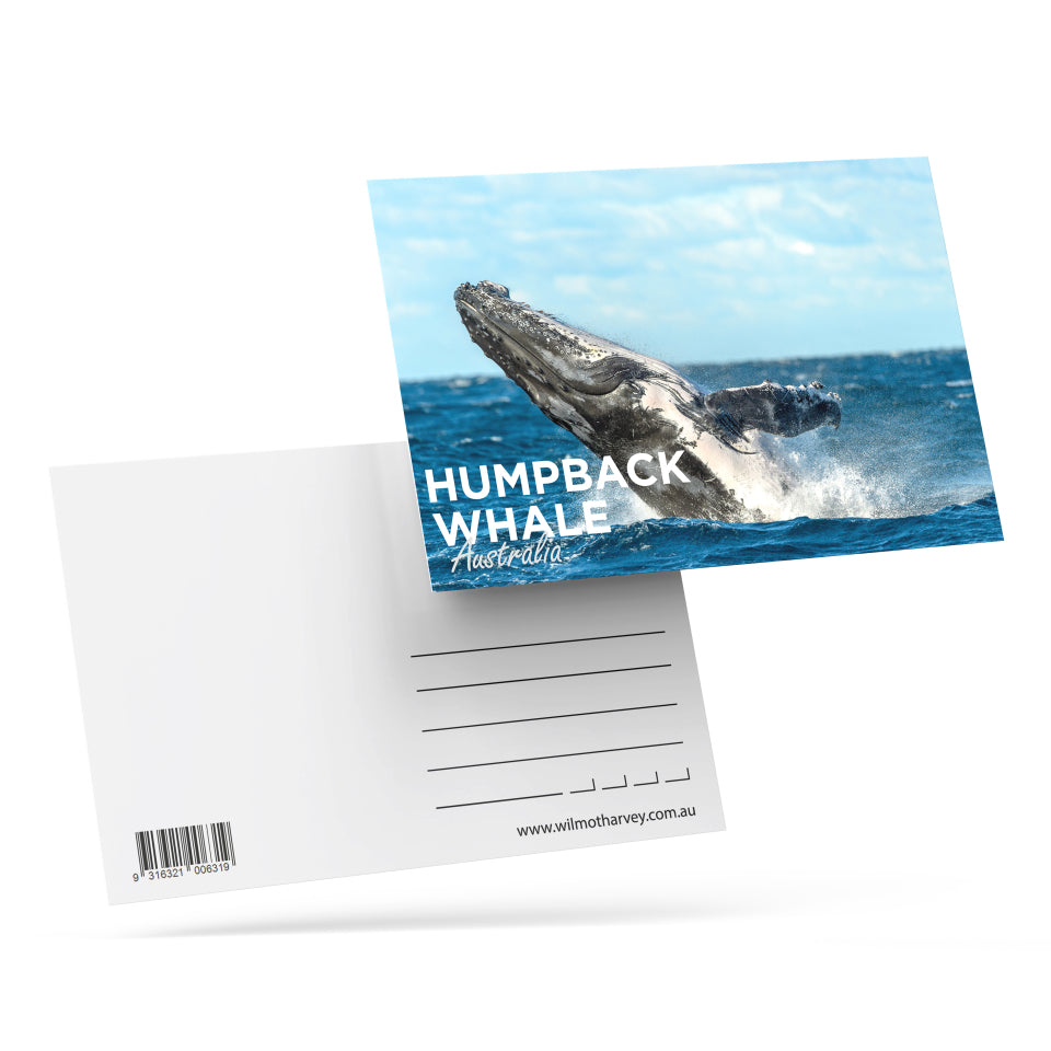 3D Postcard - Humpback Whale
