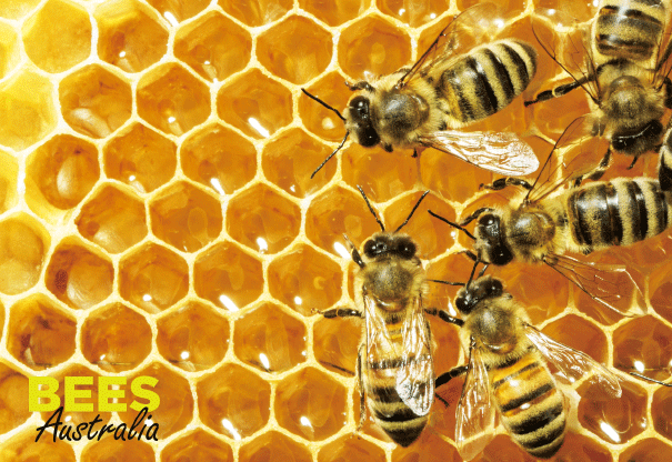 3D Postcard - Beehive
