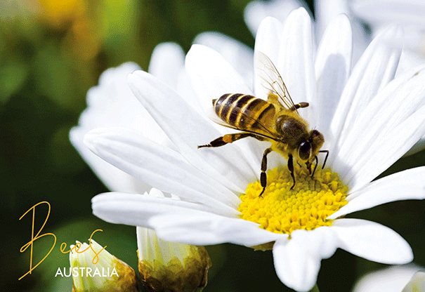 3D Postcard - Bee