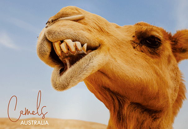 3D Postcard - Camel - Wilmot Harvey