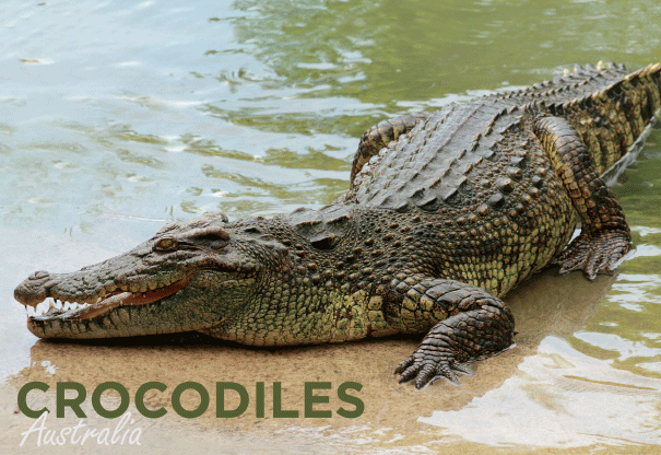 3D Postcard - Crocodile