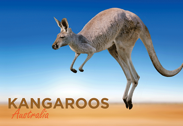 3D Postcard - Kangaroo - Wilmot Harvey Gifts & Souvenirs