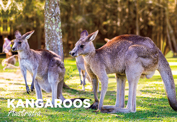 3D Postcard - Kangaroos - Wilmot Harvey
