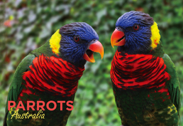 3D Postcard - Parrots