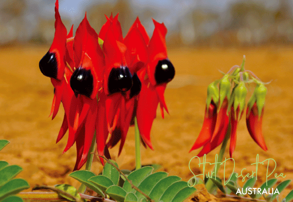 3D Postcard - Sturt Pea - Wilmot Harvey
