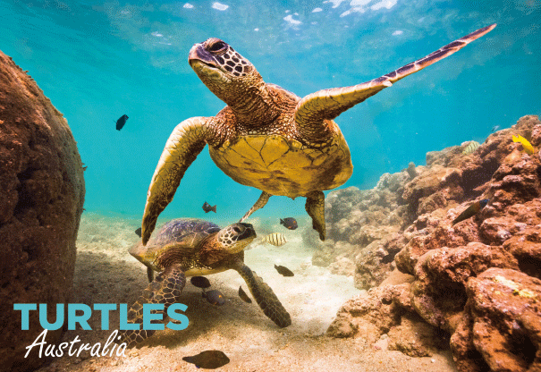 3D Postcard - Turtle - Wilmot Harvey