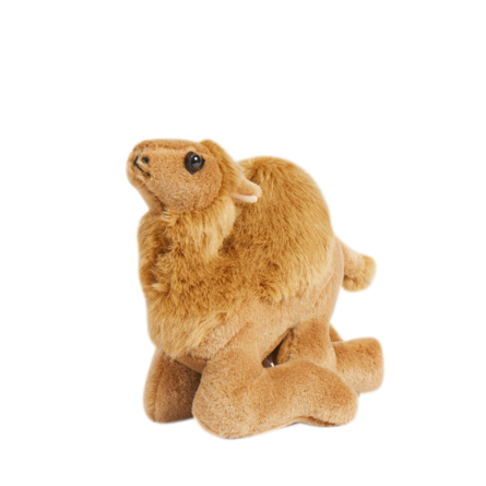 Camel Squatting - Wilmot Harvey Gifts & Souvenirs